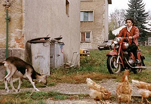 Divoké včely